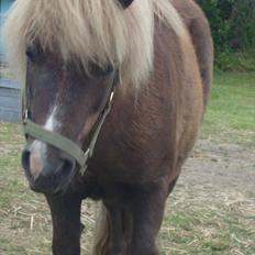 Shetlænder Dismo *R.I.P*