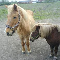 Shetlænder Dismo *R.I.P*