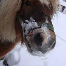 Shetlænder Dismo *R.I.P*