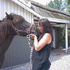 Islænder Blika fra Tårup. Nu himmelhest