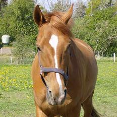 Hollandsk Sportspony Patrick(Nandor) *RIP* :,(