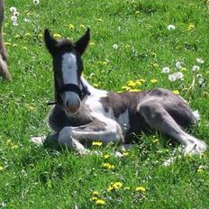 Tinker Engmann´s Chanti Chanel