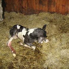 Tinker Engmann´s Chanti Chanel