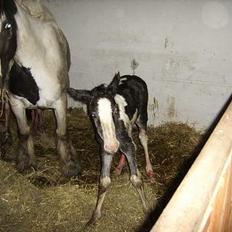 Tinker Engmann´s Chanti Chanel