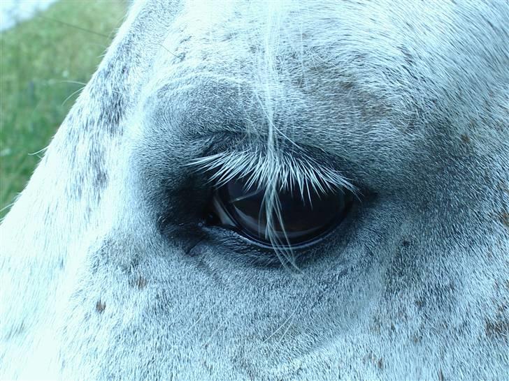 Connemara Bounty - Nærbillede af B´s øje billede 18