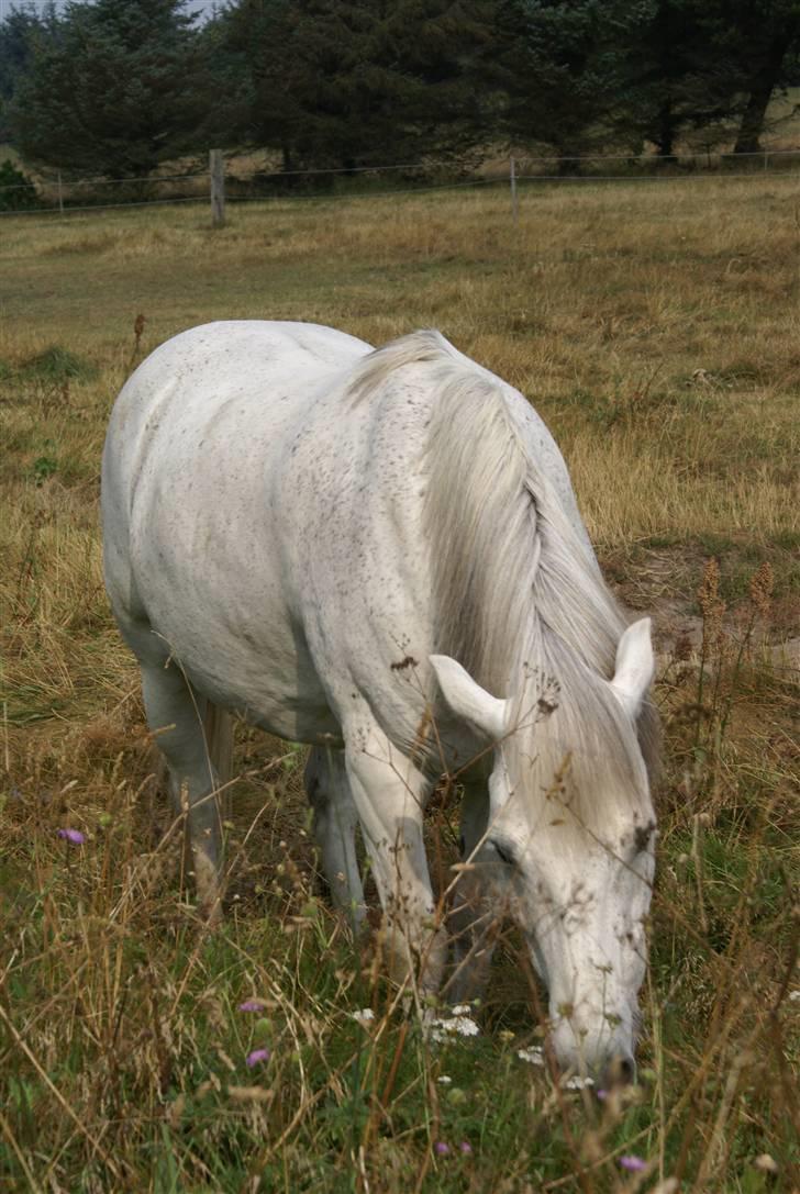 Connemara Bounty billede 19