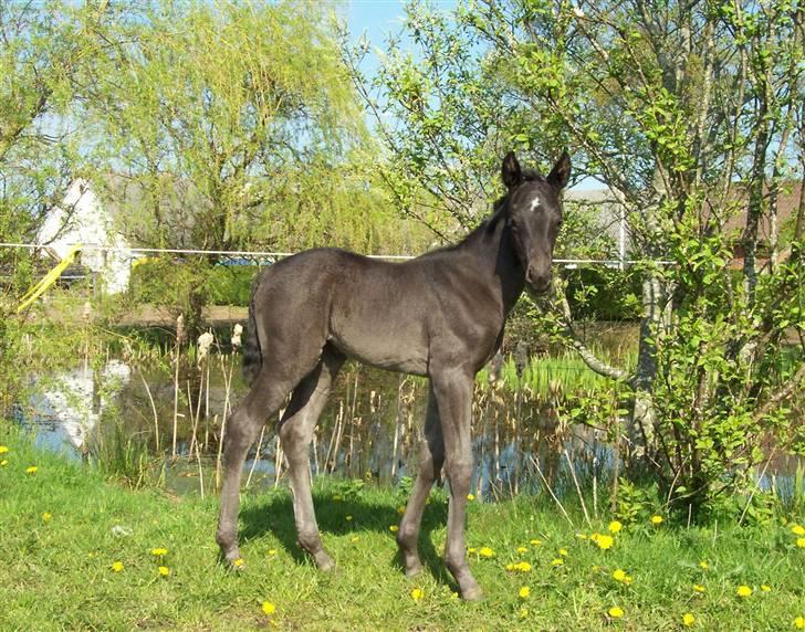 Dansk Varmblod Ellegårdens Super Nova DH - Foto: Mor billede 6