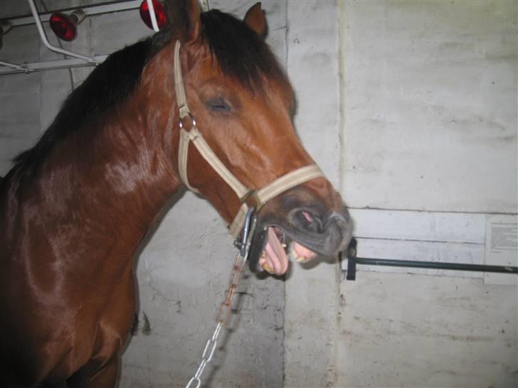 Anden særlig race Kally * R.I.P* 19/3-08 <3 - ..:Org Johanne ikke ride nu er så træt! :) (mulen.. Nuurh.. :P) billede 2