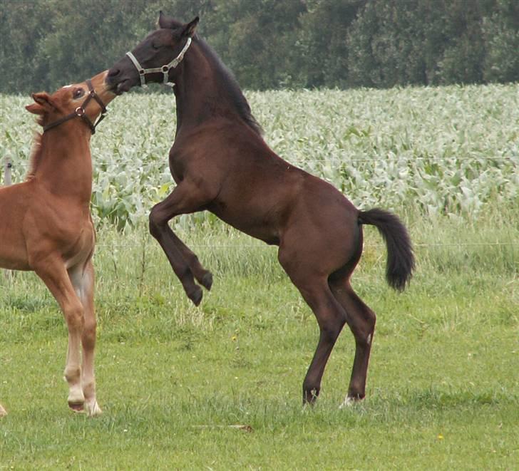 Oldenborg Borgstrøms Noble (Solgt) - Nu skal jeg banke dig....... billede 1