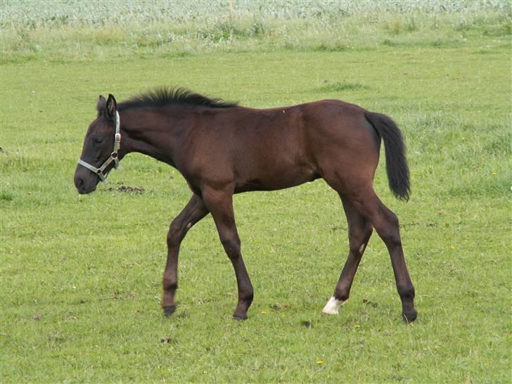 Oldenborg Borgstrøms Noble (Solgt) billede 5