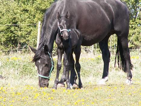 Oldenborg Borgstrøms Noble (Solgt) - Sort i sort... billede 8