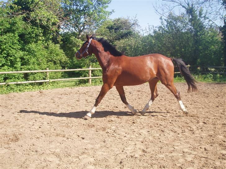 Dansk Varmblod Daddys Victory  - ihh fin trav :I  billede 14