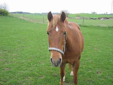 Anden særlig race Scottie - Her er min pige, det er nok 2 1/2 år gammelt ;D Men hun ligner sig selv (; Foto: Mig selv billede 1