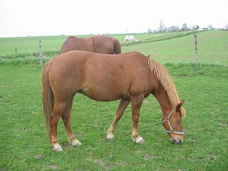 Anden særlig race Scottie - Her står den fede og spiser ( : <3 Foto: mig selv billede 2
