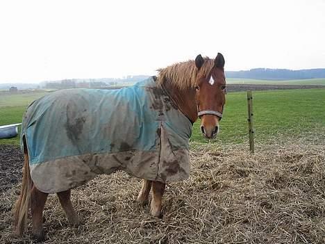 Anden særlig race Scottie - Min Pige fra i vinters <3 Foto: sarah højholt billede 3