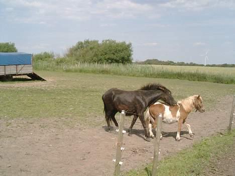 Shetlænder max (solgt9 billede 6