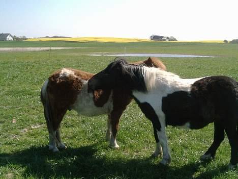 Shetlænder bella (solgt) billede 8