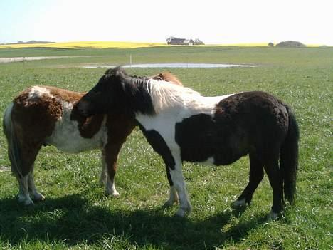 Shetlænder bella (solgt) billede 9