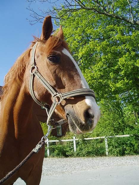 Frederiksborg Mette (død) billede 1