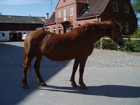 Frederiksborg Mette (død) - Mettes sjove mave:)  billede 4