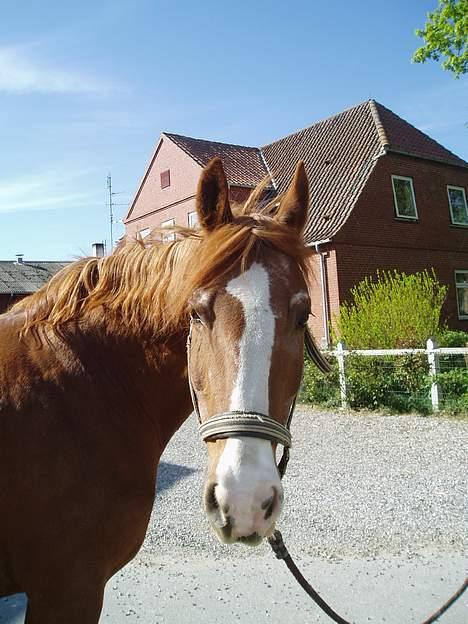 Frederiksborg Mette (død) billede 5