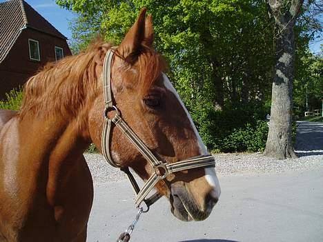 Frederiksborg Mette (død) billede 6