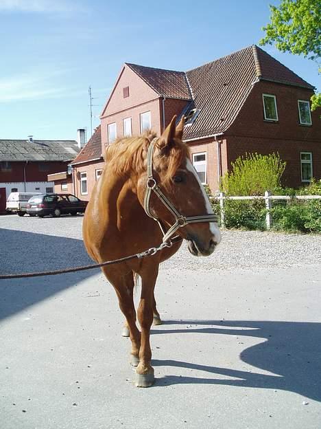 Frederiksborg Mette (død) billede 7