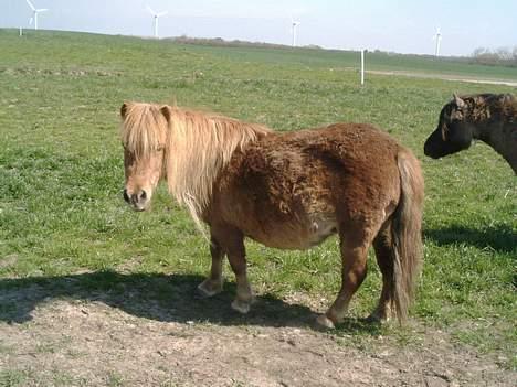 Shetlænder sønderskov maxine (R.I.P) billede 1