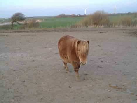 Shetlænder sønderskov maxine (R.I.P) billede 2