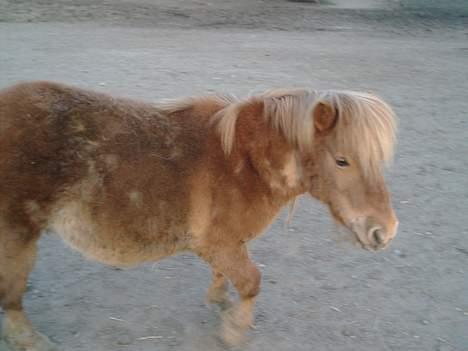 Shetlænder sønderskov maxine (R.I.P) billede 3