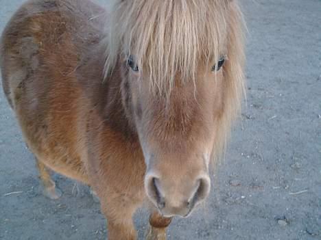 Shetlænder sønderskov maxine (R.I.P) billede 4