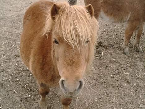 Shetlænder sønderskov maxine (R.I.P) billede 5