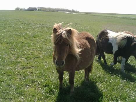 Shetlænder sønderskov maxine (R.I.P) billede 6