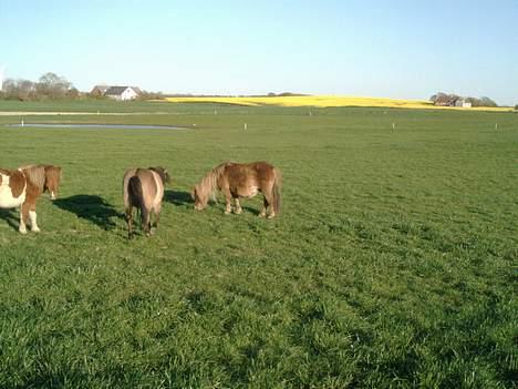 Shetlænder sønderskov maxine (R.I.P) billede 7