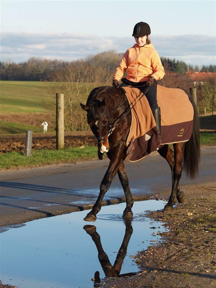Dansk Varmblod Marlywunder - Vandsjov med Marlywunder pigen <3 efter træning ved Matthias Tourbier :D billede 18