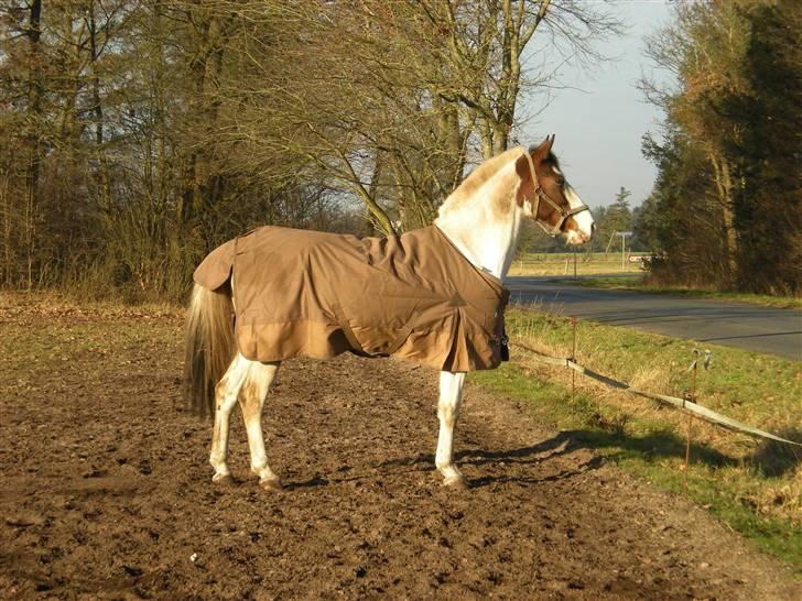 Anden særlig race Bronco - solgt. - velkommen til Broncos profil <3 billede 1