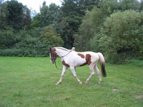 Anden særlig race Bronco - solgt. - Bronco, som 2 års (: billede 2