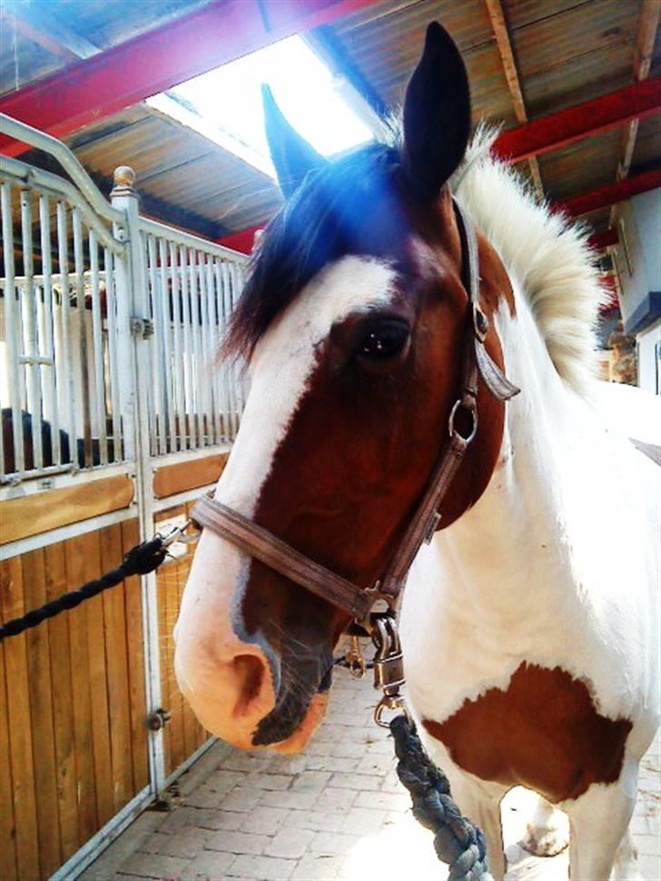Anden særlig race Bronco - solgt. - Bronco på dyrhavegaard :* billede 3
