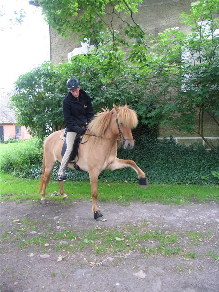 Islænder Aila fra Sebbesborg - Aila fra Sebbesborg <3 spansk skridt :)  billede 1