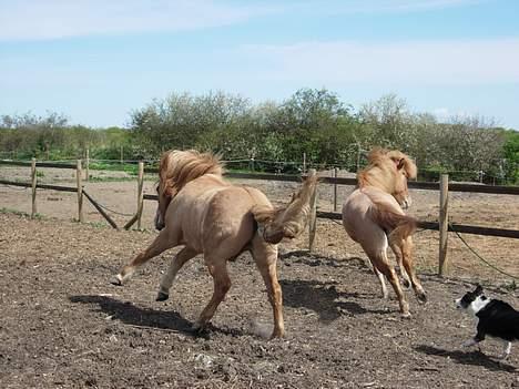 Islænder Aila fra Sebbesborg - Óðinn og Aila prutter om kap :P billede 2