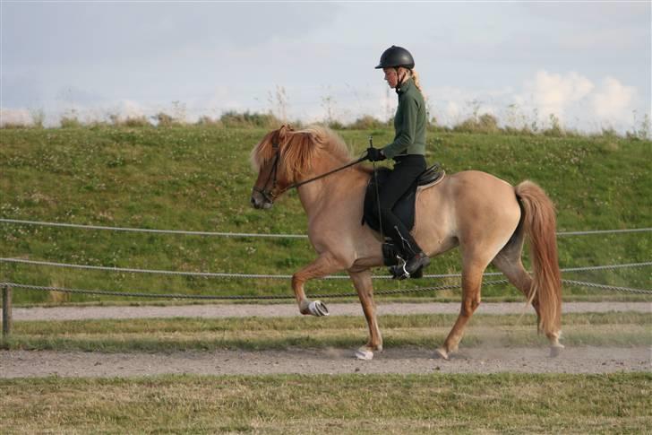 Islænder Aila fra Sebbesborg - Mig i arb. tölt på Aila juli 08 billede 3
