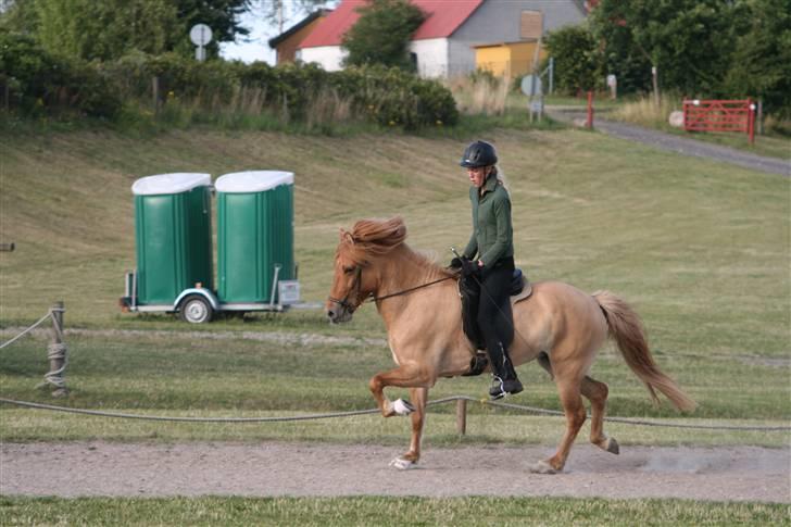 Islænder Aila fra Sebbesborg - Aila i trav juli 08<3 billede 4