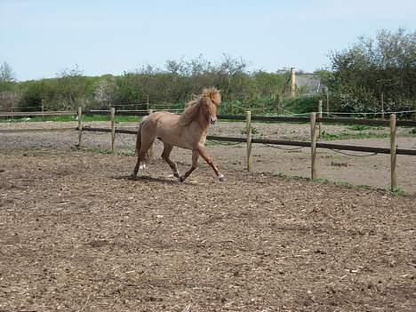 Islænder Aila fra Sebbesborg - Trav ! billede 5