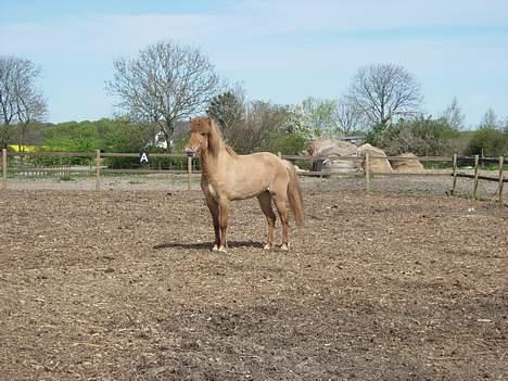 Islænder Aila fra Sebbesborg - Lig mærke til "læben" ;) billede 6