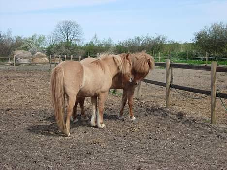 Islænder Aila fra Sebbesborg - Óðinn og Aila nusser <3 billede 7