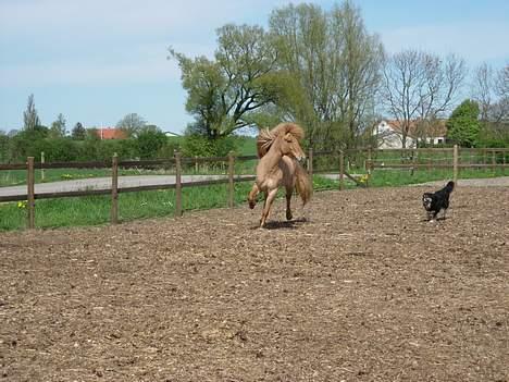 Islænder Aila fra Sebbesborg - Aila spassede lidt ud da Svalur begyndte at gø.. billede 8