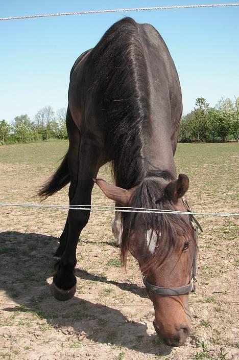 Welsh Cob (sec D) De Busies Bound for Glory billede 9