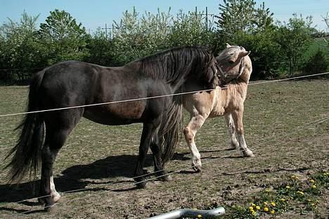 Welsh Cob (sec D) De Busies Bound for Glory - Glory skal lige se om hun kan drille Lotte lidt billede 10