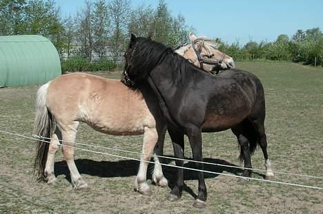 Welsh Cob (sec D) De Busies Bound for Glory - men Lotte vil hellere kløs så de nusser lige lidt. billede 11