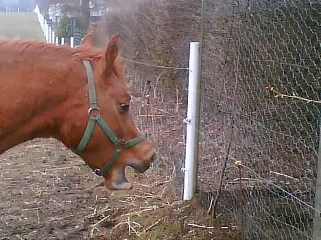 Anden særlig race cheval (R.I.P) billede 2